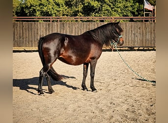 Poni cuarto de milla Mestizo, Yegua, 7 años, 135 cm, Castaño oscuro