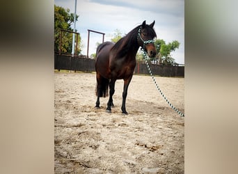 Poni cuarto de milla Mestizo, Yegua, 7 años, 135 cm, Castaño oscuro