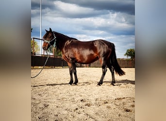 Poni cuarto de milla Mestizo, Yegua, 7 años, 135 cm, Castaño oscuro