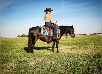 Poni cuarto de milla Mestizo, Yegua, 7 años, 135 cm, Castaño oscuro