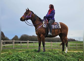 Poni cuarto de milla, Yegua, 7 años, 152 cm