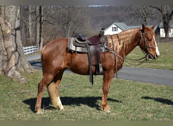 Poni cuarto de milla, Yegua, 7 años, 152 cm