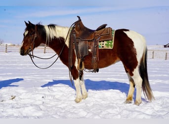 Poni cuarto de milla Mestizo, Yegua, 8 años, 132 cm