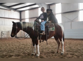 Poni cuarto de milla Mestizo, Yegua, 8 años, 132 cm