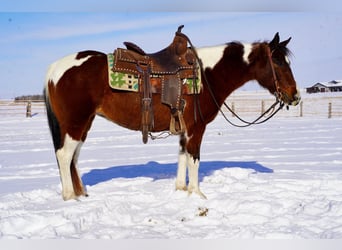 Poni cuarto de milla Mestizo, Yegua, 8 años, 132 cm