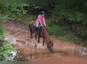 Poni cuarto de milla, Yegua, 8 años, 135 cm, Alazán-tostado