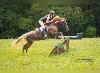 Poni cuarto de milla, Yegua, 8 años, 135 cm, Alazán-tostado