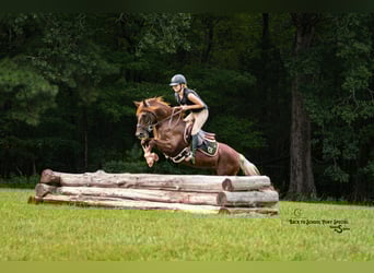 Poni cuarto de milla, Yegua, 8 años, 135 cm, Alazán-tostado