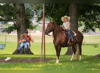 Poni cuarto de milla, Yegua, 8 años, 135 cm, Alazán-tostado
