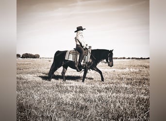 Poni cuarto de milla Mestizo, Yegua, 8 años, 135 cm, Castaño oscuro