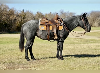 Poni cuarto de milla, Yegua, 8 años, 142 cm, Ruano azulado