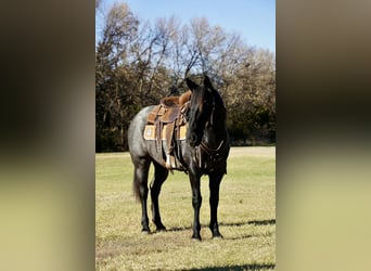 Poni cuarto de milla, Yegua, 8 años, 142 cm, Ruano azulado