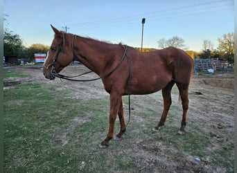 Poni cuarto de milla Mestizo, Yegua, 8 años, 152 cm, Castaño