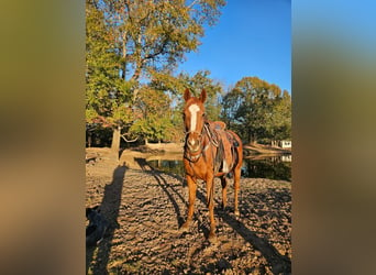 Poni cuarto de milla Mestizo, Yegua, 8 años, 152 cm, Castaño