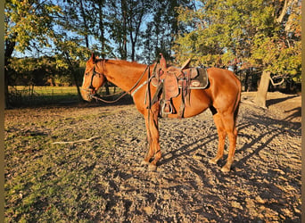 Poni cuarto de milla Mestizo, Yegua, 8 años, 152 cm, Castaño