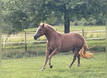 Poni cuarto de milla Mestizo, Yegua, 9 años, 135 cm, Palomino