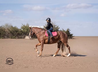 Poni cuarto de milla, Yegua, 9 años, 142 cm, Alazán rojizo