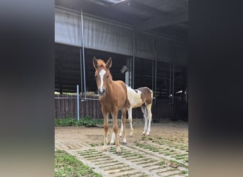 Poni cuarto de milla Mestizo, Yegua, Potro (05/2024), 145 cm, Alazán