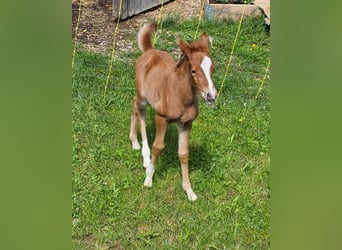 Poni cuarto de milla Mestizo, Yegua, Potro (05/2024), 145 cm, Alazán