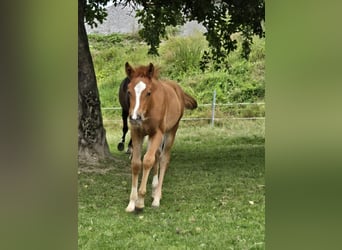 Poni cuarto de milla Mestizo, Yegua, Potro (05/2024), 145 cm, Alazán