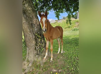 Poni cuarto de milla Mestizo, Yegua, Potro (05/2024), 145 cm, Alazán