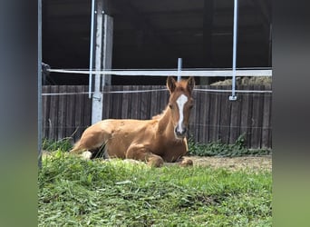 Poni cuarto de milla Mestizo, Yegua, Potro (05/2024), 145 cm, Alazán