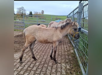 Poni cuarto de milla Mestizo, Yegua, Potro (04/2025), 150 cm