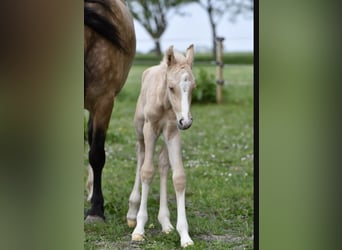 Poni cuarto de milla, Yegua, Potro (05/2024), 150 cm, Palomino