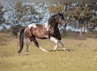 Poni cuarto de milla, Yegua, Potro (05/2024), 150 cm, Palomino