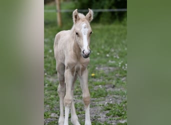 Poni cuarto de milla, Yegua, Potro (05/2024), 150 cm, Palomino