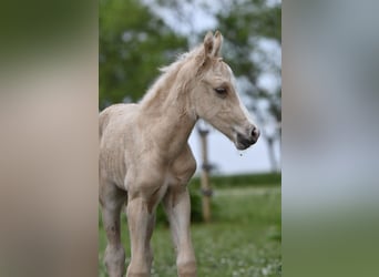 Poni cuarto de milla, Yegua, Potro (05/2024), 150 cm, Palomino