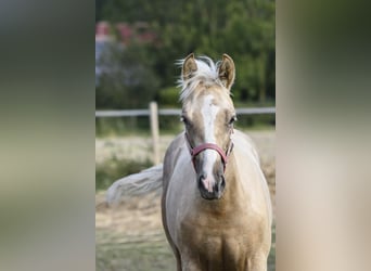 Poni cuarto de milla, Yegua, Potro (05/2024), 153 cm, Palomino