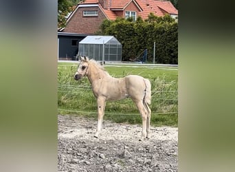 Poni cuarto de milla, Yegua, Potro (05/2024), 153 cm, Palomino