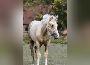 Poni cuarto de milla, Yegua, Potro (05/2024), 153 cm, Palomino