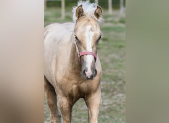 Poni cuarto de milla, Yegua, Potro (05/2024), 153 cm, Palomino