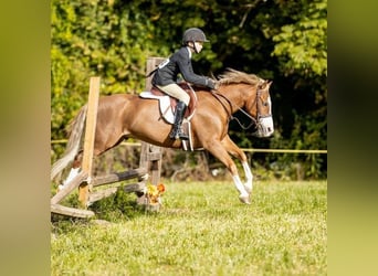 Poni Dalés, Caballo castrado, 11 años, 124 cm, Alazán-tostado