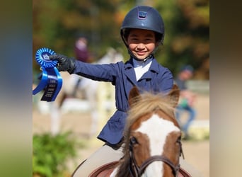 Poni Dalés, Caballo castrado, 11 años, 124 cm, Alazán-tostado