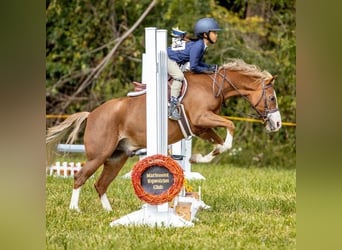 Poni Dalés, Caballo castrado, 11 años, 124 cm, Alazán-tostado