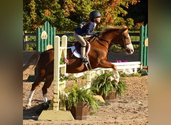 Poni Dalés, Caballo castrado, 11 años, 124 cm, Alazán-tostado