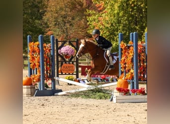Poni Dalés, Caballo castrado, 9 años, 124 cm, Alazán-tostado