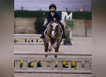 Poni Dalés, Caballo castrado, 9 años, 124 cm, Alazán-tostado