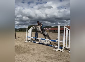 Poni Dalés, Semental, 5 años, 134 cm, Tordo rodado