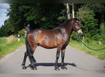 Poni Dartmoor, Caballo castrado, 11 años, 123 cm, Castaño