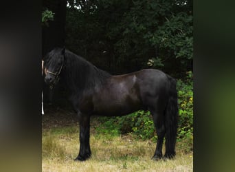 Poni Dartmoor, Caballo castrado, 11 años, 126 cm, Negro