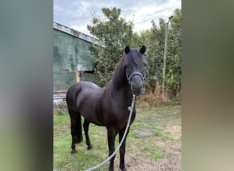 Poni Dartmoor, Caballo castrado, 15 años, 125 cm