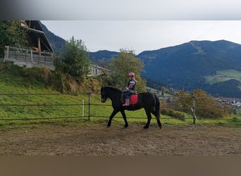 Poni Dartmoor, Caballo castrado, 16 años, 135 cm, Castaño oscuro