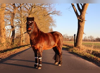 Poni Dartmoor, Caballo castrado, 17 años, 122 cm, Castaño