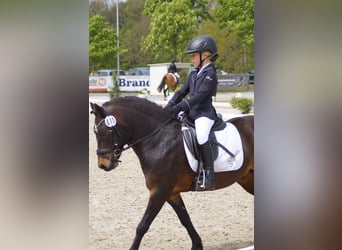 Poni Dartmoor, Caballo castrado, 17 años, 122 cm, Castaño