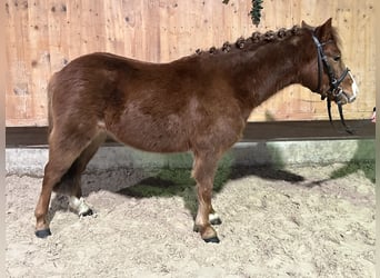 Poni Dartmoor Mestizo, Caballo castrado, 4 años, 118 cm, Alazán
