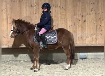 Poni Dartmoor Mestizo, Caballo castrado, 4 años, 118 cm, Alazán